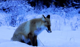狐狸的短视频,揭秘森林中的神秘生活